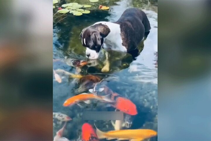 ویدیو تماشایی از لحظه بوسیدن سگ توسط ماهی‌ها! / فیلم