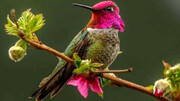 عجیبت‌ترین و زیباترین پرنده‌ جهان که مدام تغییر رنگ می‌دهد / فیلم