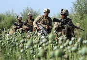 کشت موادمخدر افغانستان در حضور نظامیان آمریکا و ناتو به اوج رسید