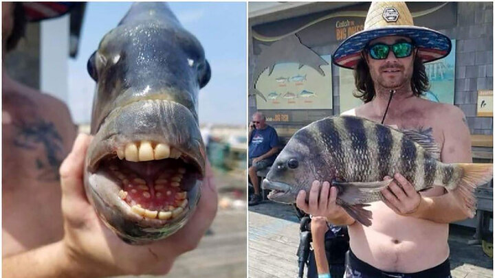 ماهی عجیبی که دندان‌هایش شبیه به انسان است / عکس