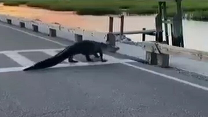 اقدام جالب تمساح هنگام عبور از خط عابر پیاده / فیلم