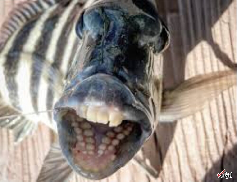 شکار یک ماهی با دندان های شبیه انسان / تصاویر