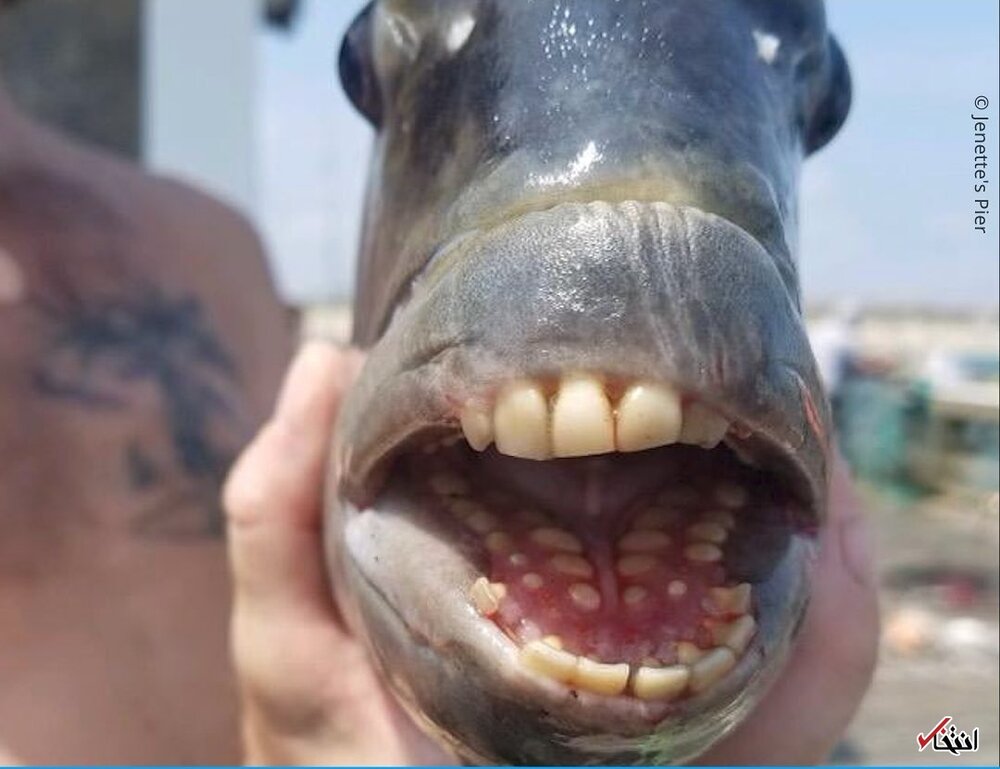 شکار یک ماهی عجیب با دندان انسان+تصاویر