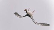 تصویر جالب از پرنده‌ای که وارونه پرواز می‌کند