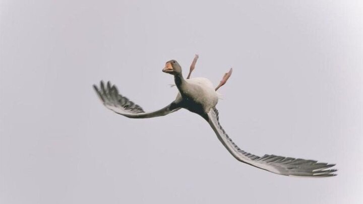 تصویر جالب از پرنده‌ای که وارونه پرواز می‌کند
