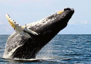 حرکات آکروباتیک نهنگ گوژپشت در دریا / فیلم