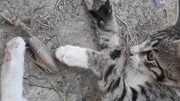 ویدیو تماشایی از بازی جالب گربه با مانتیس