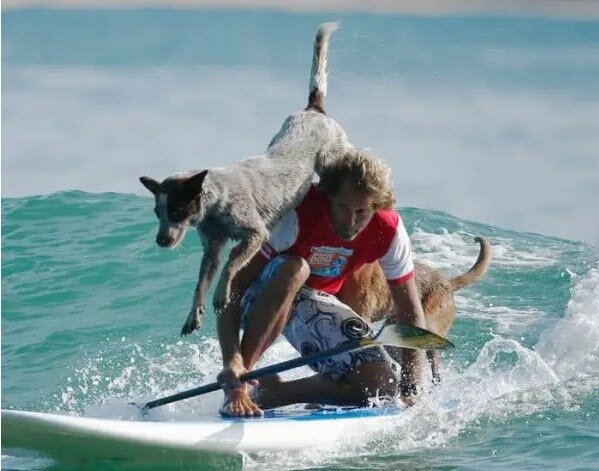 موج‌سواری سگ‌ها

این ورزش مربوط به سگ‌هایی است که به همراه صاحب خود موج‌سواری می‌کنند. البته سگ‌های حرفه‌ای در حین موج‌سواری، ترفندهای نمایشی و جالبی را نیز اجرا می‌کنند که نشان‌دهنده مهارتشان در موج‌سواری است.