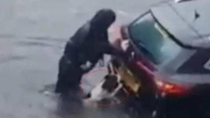 صحنه‌ای باورنکردنی از کمک سگ به صاحب گرفتار شده اش در سیل! / فیلم