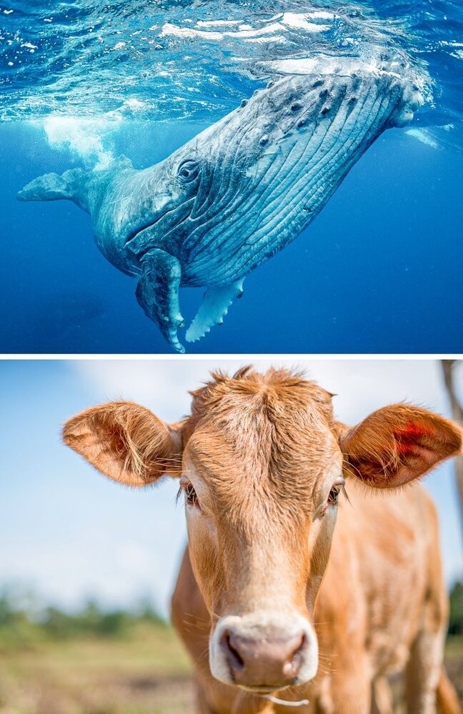 حیواناتی که نمی دانستید با هم خویشاوندند + تصاویر