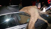 تصادف وحشتناک شتر با خودرو! / عکس