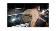 تصادف مرگبار پژو با شتر در سیریک / عکس باورنکردنی