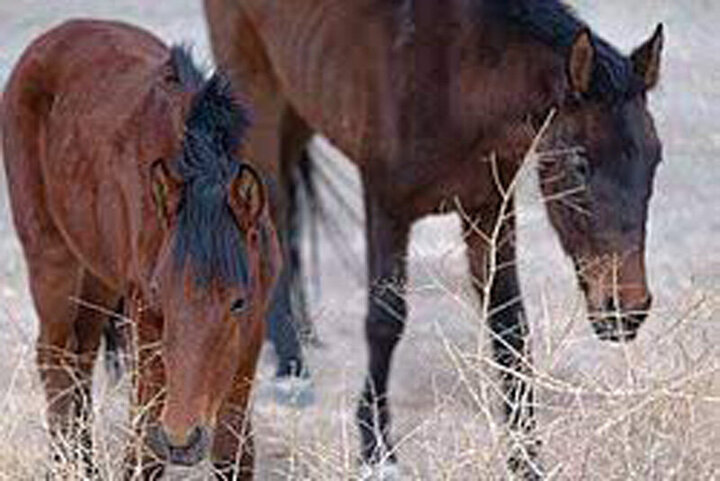 نبرد دو اسب‌ برای به تصاحب عشق خود / فیلم
