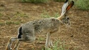 فرار جانانه خرگوش از دست پرنده شکاری / فیلم