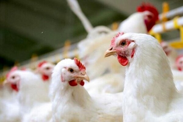 ۹ تن مرغ‌ بدون مجوز در صومعه‌سرا توقیف شد