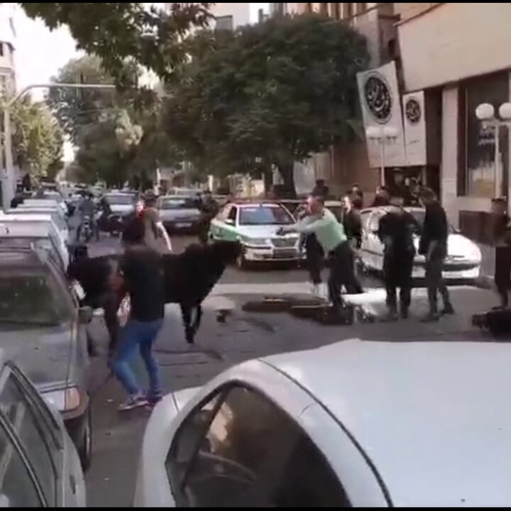 ویدیویی از شلیک پلیس به گوساله فراری که قرار بود قربانی شود!