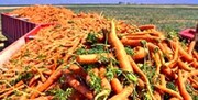 کمبود و گرانی هویج در بازار/ هر کیلو هویج ۳۰ هزار تومان