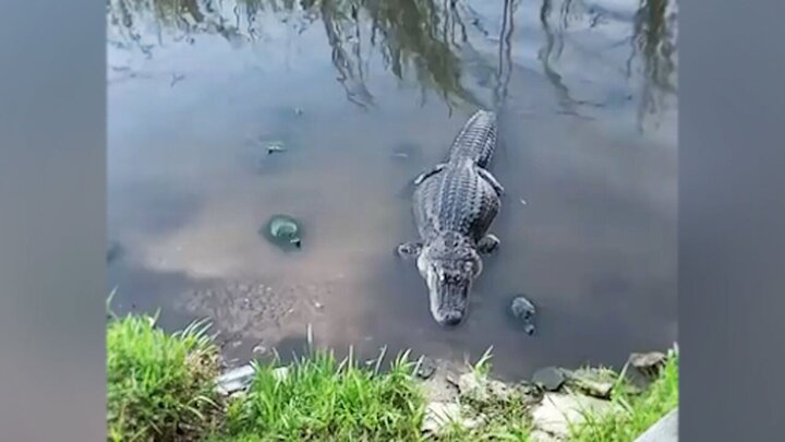 ویدیو بامزه از دزدیدن غذای تمساح توسط لاک پشت زرنگ / فیلم