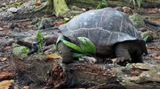 ویدیو غم‌انگیز از لحظه شکار جوجه پرنده توسط لاک‌پشت گرسنه!