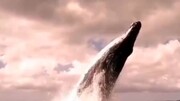 ویدیو دیدنی از آواز خواندن عجیب یک نهنگ هنگام شیرجه‌زدن در دریا