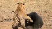 دفاع تمام قد خرس مادر از توله‌هایش در برابر ببر گرسنه / فیلم