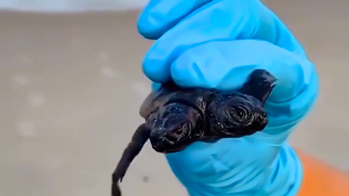 ویدیو دیده نشده و عجیب از لاک‌پشت کمیاب دو سر