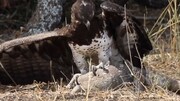 لحظه شکار شدن مارمولک بزمچه عظیم‌الجثه توسط عقاب / فیلم