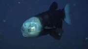 ماهی سر شیشه‌ای؛ عجیب‌ترین ماهی در اعماق اقیانوس / فیلم