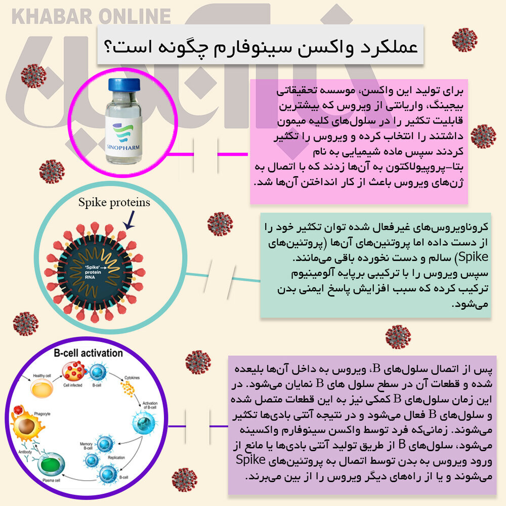 درمورد عملکرد واکسن سینوفارم بیشتر بدانیم | اینفوگرافیک