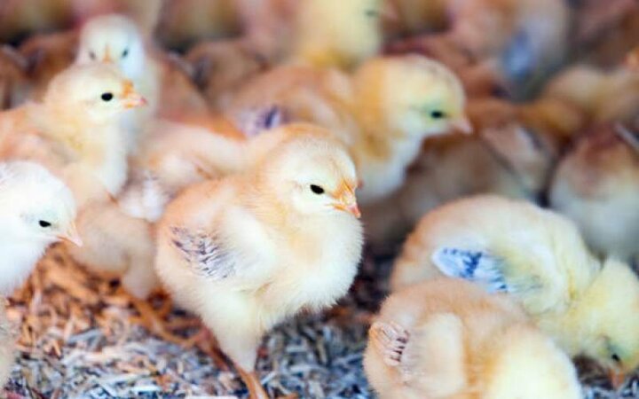 با جوجه ۱۰ هزارتومانی، قیمت مرغ برای مصرف‌کننده چقدر می‌شود؟