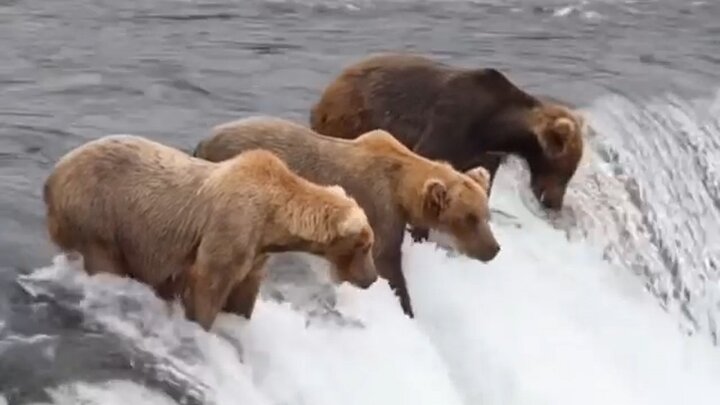 ویدیو جالب و تماشایی از شکار ماهی توسط خرس بر روی آبشار