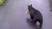 فیلمی جالب از لحظه سرقت و فرار خرس سیاه با بسته پُستی!