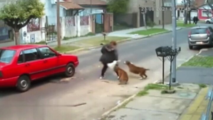 حمله سگ‌های وحشی به زن آرژانتینی در خیابان / فیلم