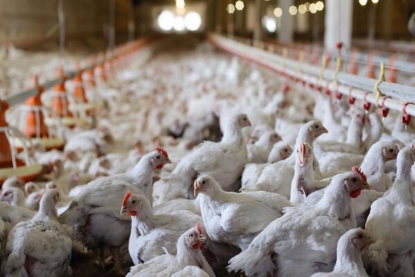 انتقاد مرغداران: ما مرغ را با قیمت مصوب عرضه می‌کنیم اما بسیار گران به دست مردم می‌رسد