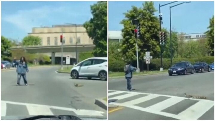 عبور جالب اردک و جوجه‌هایش از وسط خیابان با کمک یک انسان / فیلم