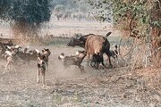 حمله گله‌ سگ‌های وحشی به بوفالوی ماده / فیلم
