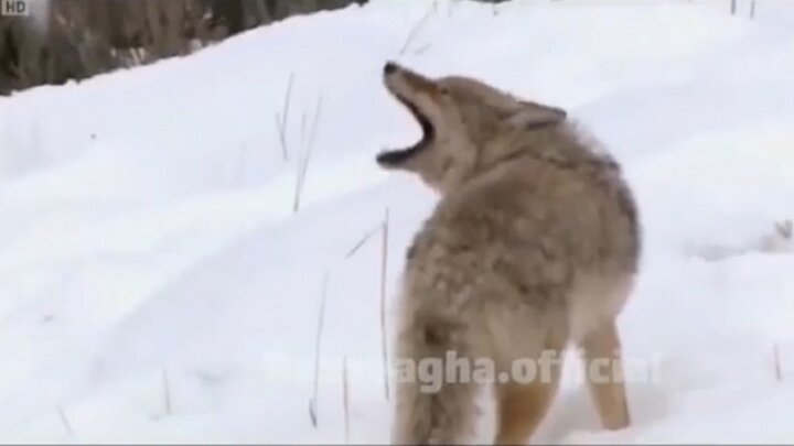 انتقام مرگبار گرگ‌ها از کایوت‌ها پس از خوردن غذاهایشان / فیلم