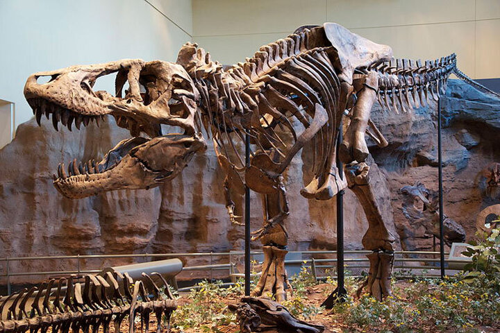 حراج اسکلت قدیمی دایناسور ۶۶ میلیون ساله در پاریس / فیلم