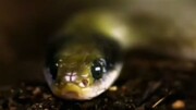 ویدیو عجیب از لحظه بلعیدن قورباغه بارانی توسط مار یک متری