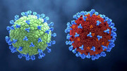 شناسایی سویه جدید کرونا در کلمبیا /  ویروس مو می‌تواند خطر مقاومت در برابر واکسن را داشته باشد