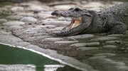 تمساح گرسنه پهپاد تصویربرداری را خورد / فیلم