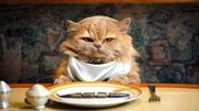 ویدیو پربازدید از رستوران لاکچری که برای حیوانات منوی غذا دارد!