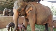ویدیو جالب از تولد فیل‌های دوقلو در سریلانکا