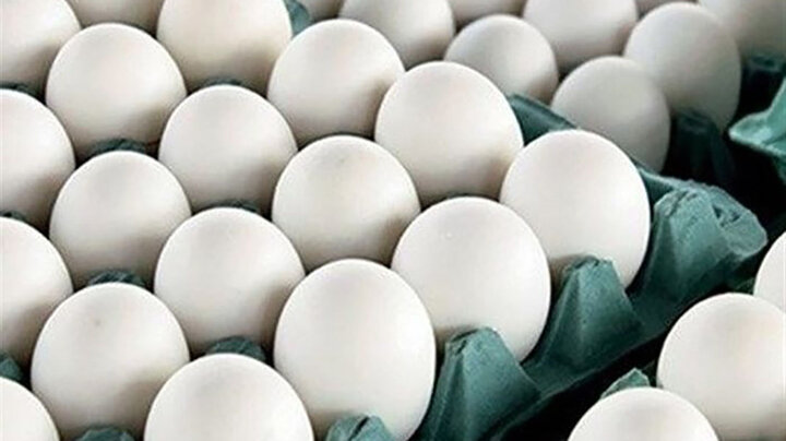 قیمت هر شانه تخم مرغ به ۸۰ هزار تومان می رسد؟