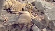 ویدیو دلخراش از شکار یک مادر و فرزندانش توسط ببر