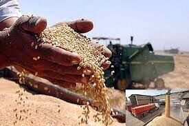 نرخ خرید تضمینی گندم اعلام شد / هر کیلو گندم چقدر افزایش یافت؟