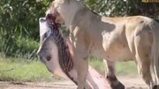 حمله بی رحمانه شیر به گورخر حامله / فیلم