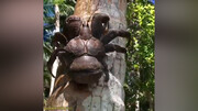 ویدیو جالب و دیده نشده از خرچنگ نارگیلی، بزرگ‌ترین بندپای جهان با ۴ کیلو وزن
