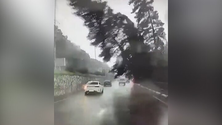 سقوط وحشتناک درخت روی اتومبیل در حال حرکت در خیابان / فیلم