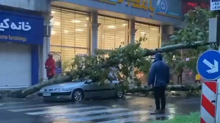 له شدن خودروی زانتیا به دلیل سقوط درخت در خیابان گلسار رشت / فیلم